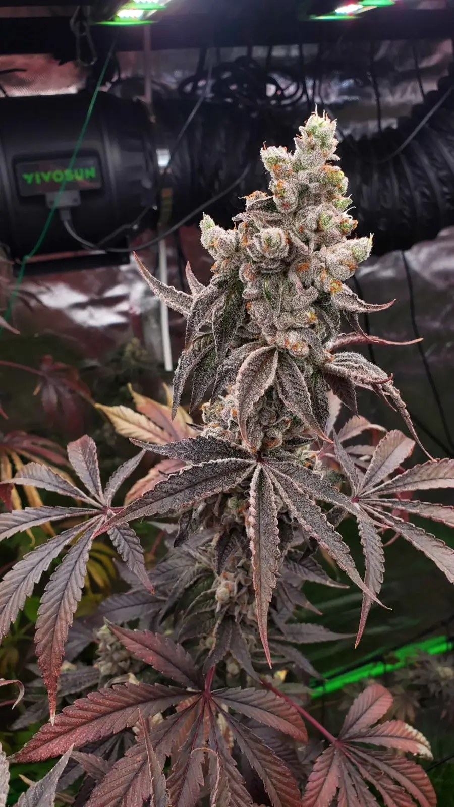 Strawzilla Feminized – Alchimia Grow Shop