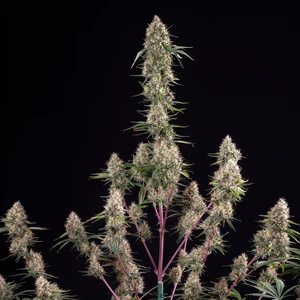 Sundae Driver – Royal Queen Seeds