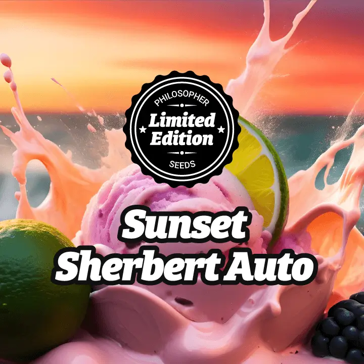 Sunset Sherbert Auto Autoflower – Alchimia Grow Shop
