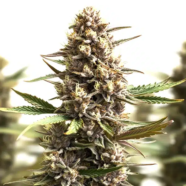 Sunset Sherbet Auto – Blimburn Seeds