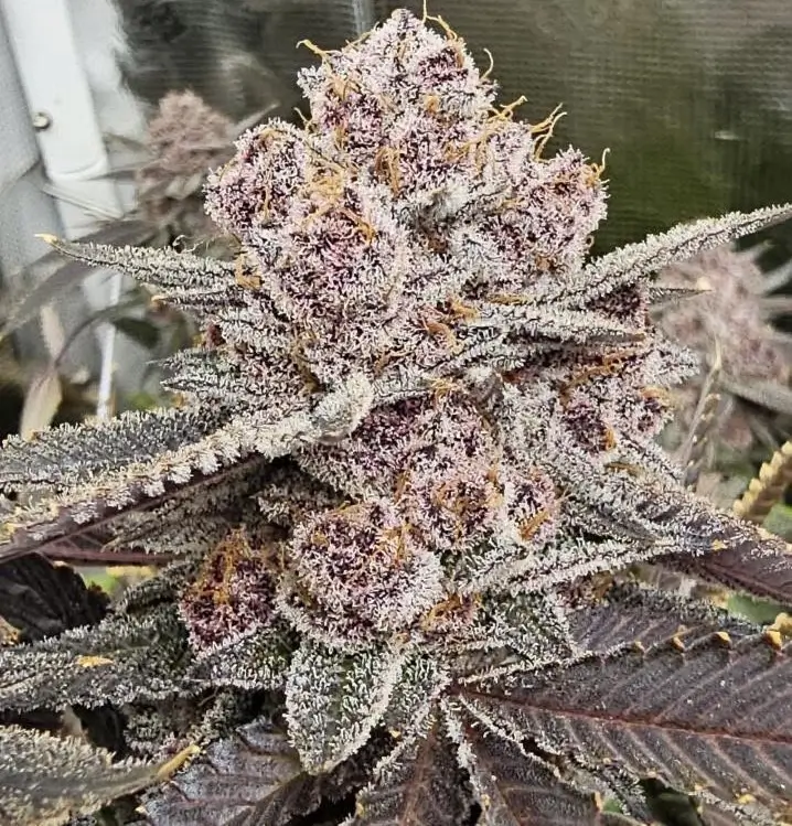Super Trop Cherry Feminized – Alchimia Grow Shop