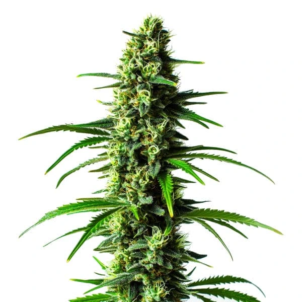 Super Skunk – Blimburn Seeds