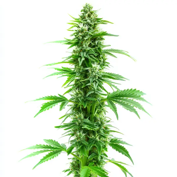 Sweet Island Skunk Fast Version – Blimburn Seeds