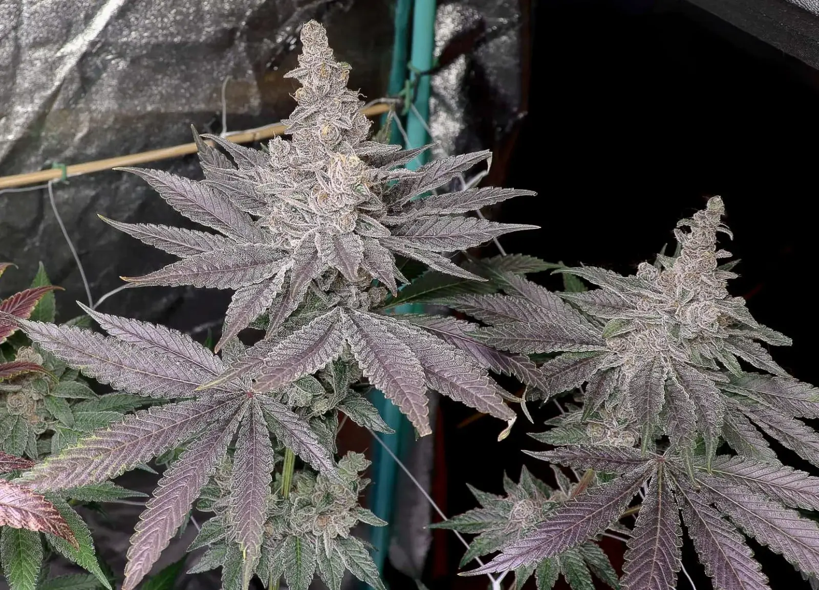 Swolfire Feminized – Alchimia Grow Shop