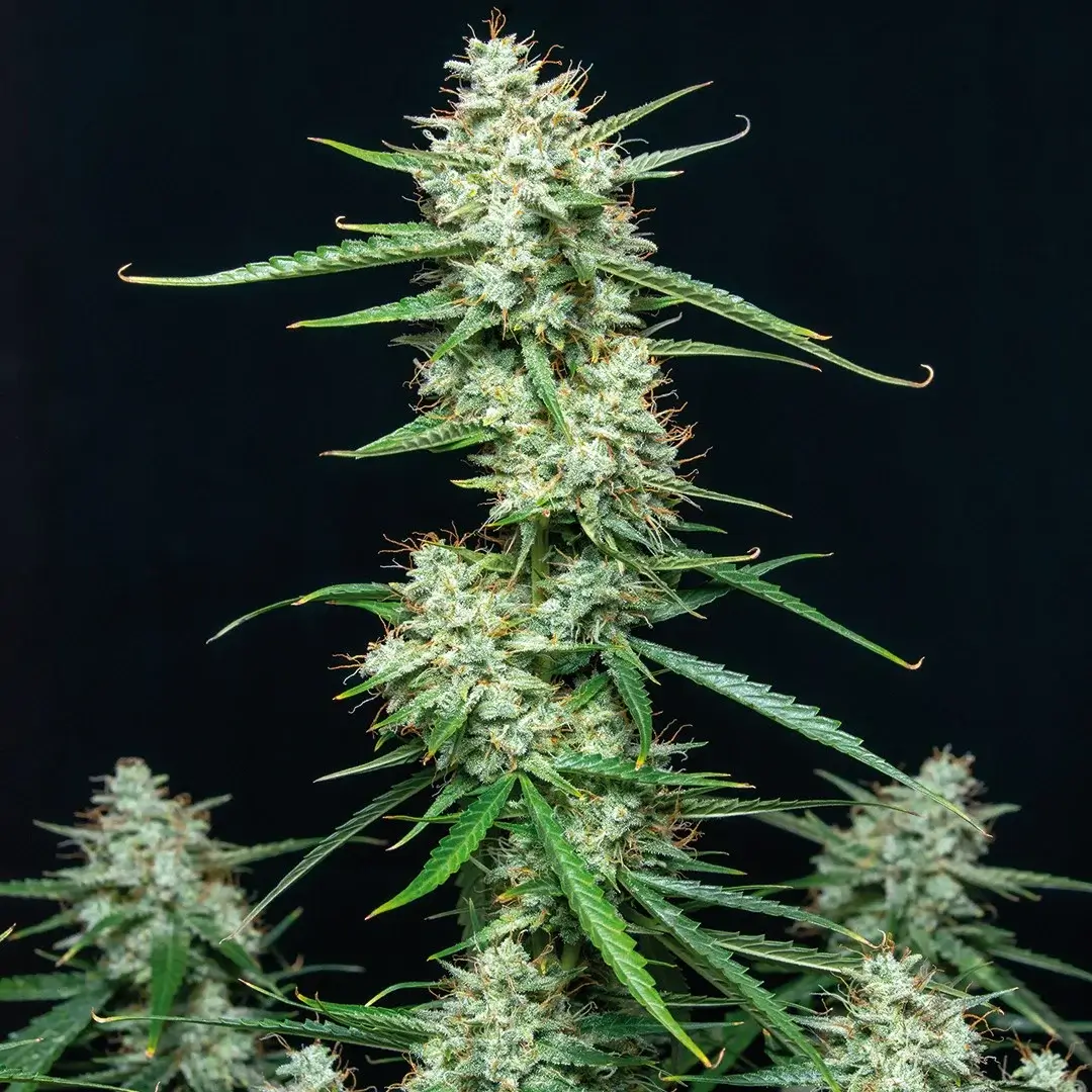 Syrup Autoflower – Alchimia Grow Shop