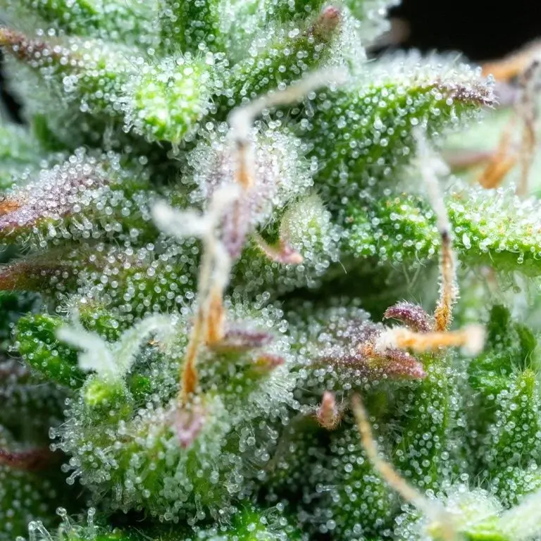 Syrup Autoflower – Alchimia Grow Shop