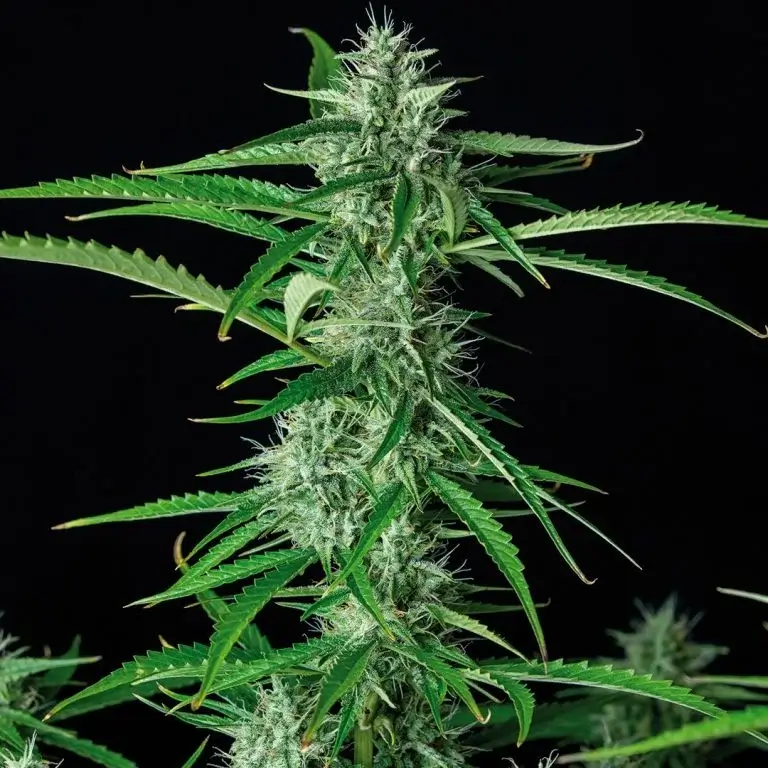 Syrup Autoflower – Alchimia Grow Shop