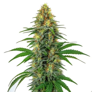 Tangie Regular – Blimburn Seeds