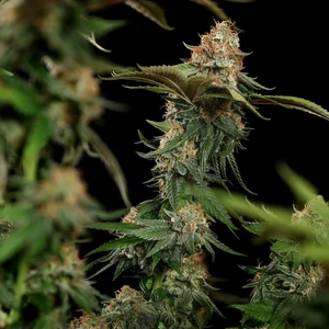 Tatanka Pure CBD – Royal Queen Seeds
