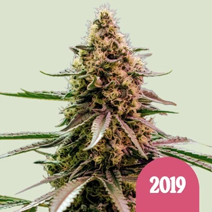 The 2019 – Royal Queen Seeds