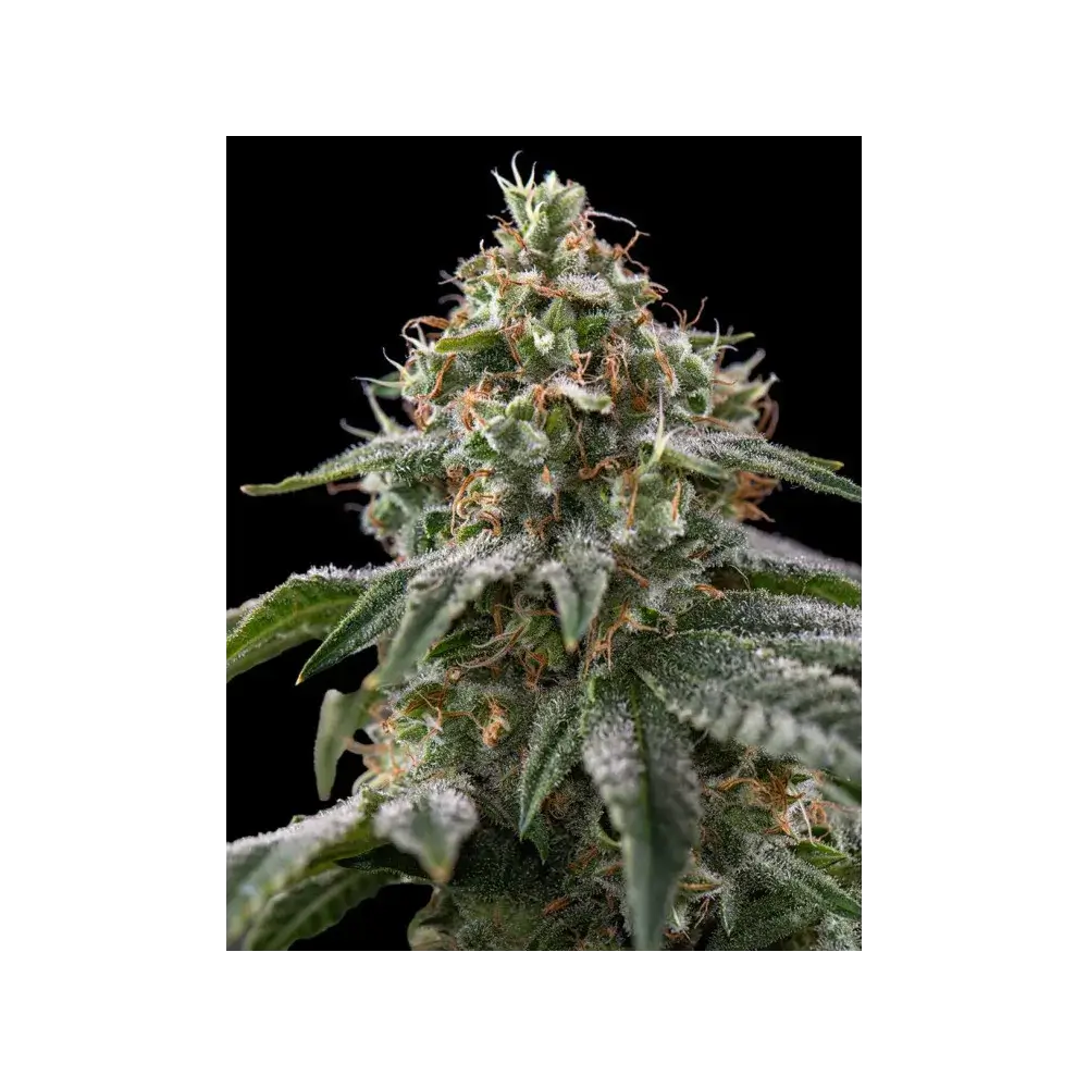 The Rascal Triploid Feminized – Alchimia Grow Shop