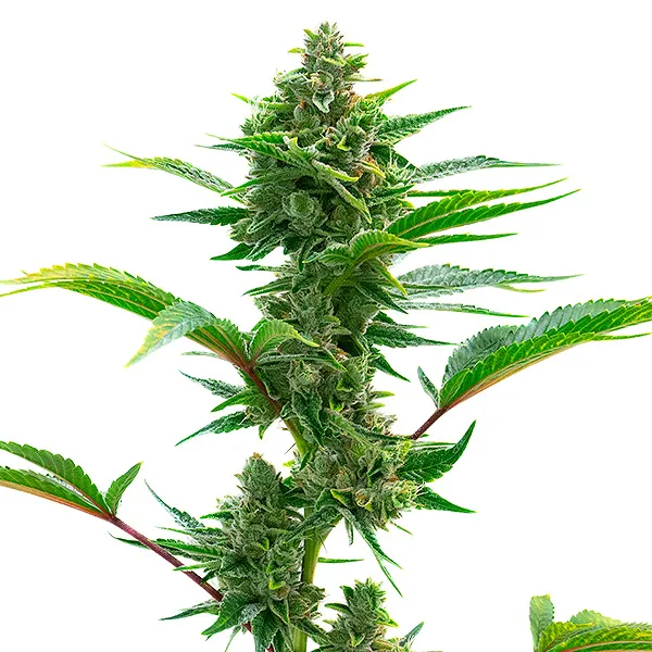 The Toad – Blimburn Seeds