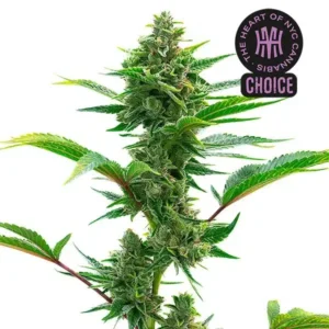 The Toad HMC Edition – Blimburn Seeds