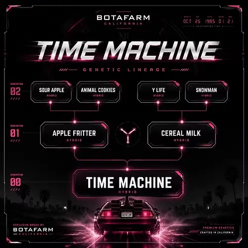 Time Machine Feminized – Alchimia Grow Shop