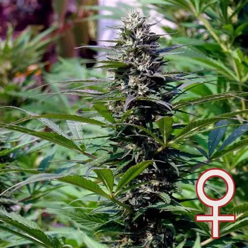 T.N.R. Feminized – Alchimia Grow Shop