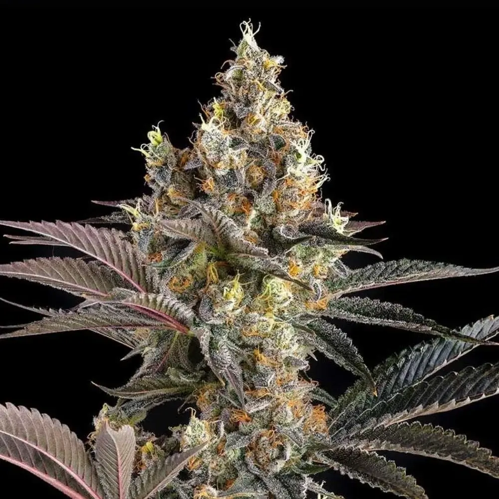 Tostones Feminized – Alchimia Grow Shop