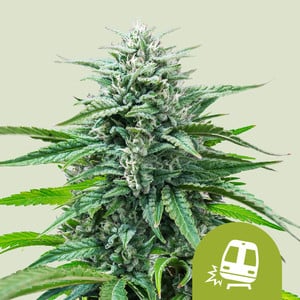 Trainwreck Auto – Royal Queen Seeds