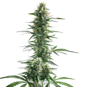 Trainwreck Fast Version – Blimburn Seeds