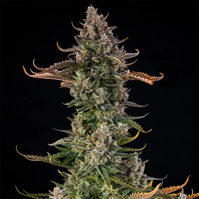 Triangle Kush Auto Autoflower – Alchimia Grow Shop