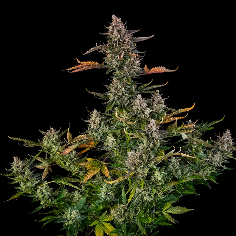 Triangle Kush Auto Autoflower – Alchimia Grow Shop