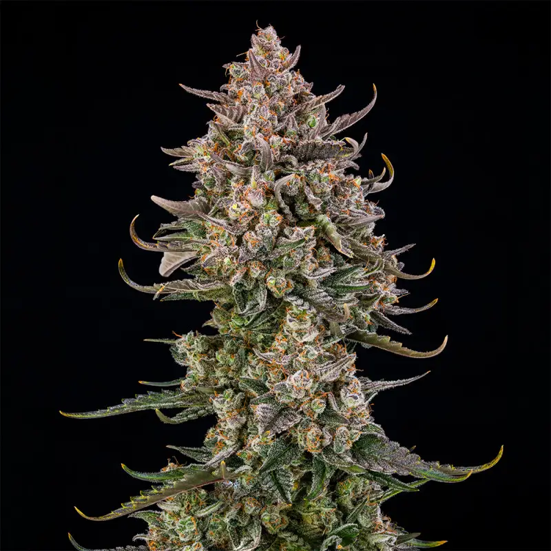 Triangle Kush Auto Autoflower – Alchimia Grow Shop