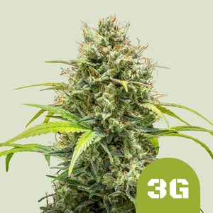 Triple G Auto – Royal Queen Seeds