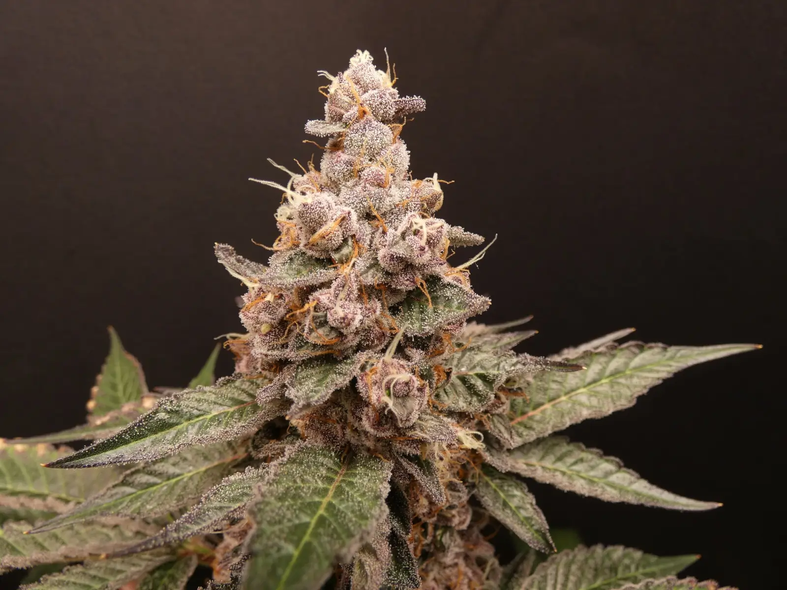 Trop Cherry Hash Feminized – Alchimia Grow Shop