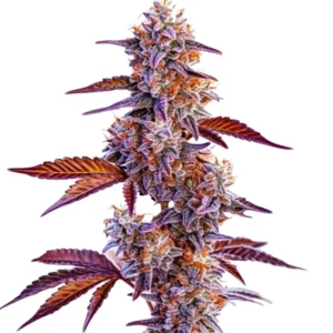 Trop Cherry – Blimburn Seeds