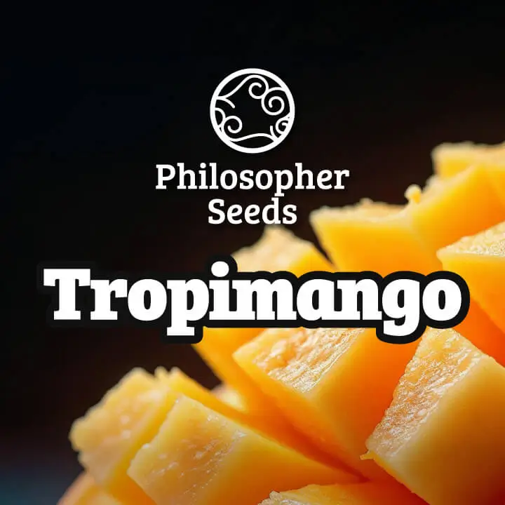 Tropimango Feminized – Alchimia Grow Shop