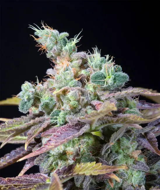 Txomango Feminized – Alchimia Grow Shop