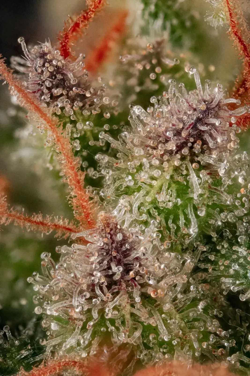 Wappa Feminized – Alchimia Grow Shop