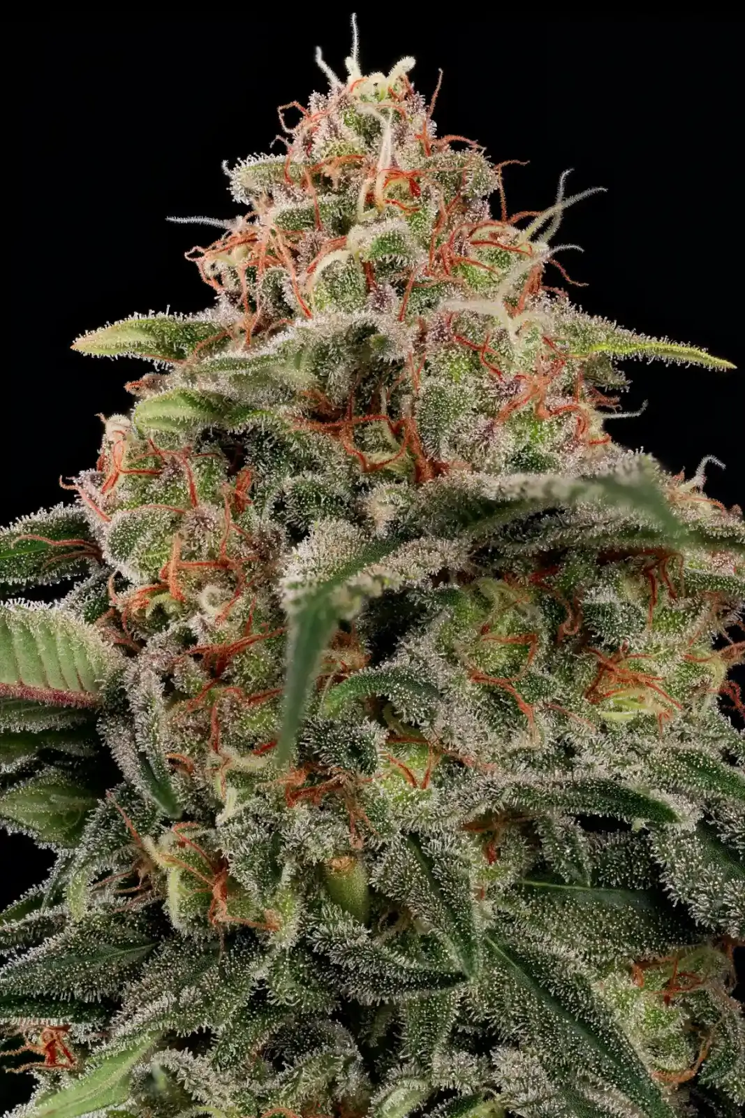 Wappa Feminized – Alchimia Grow Shop