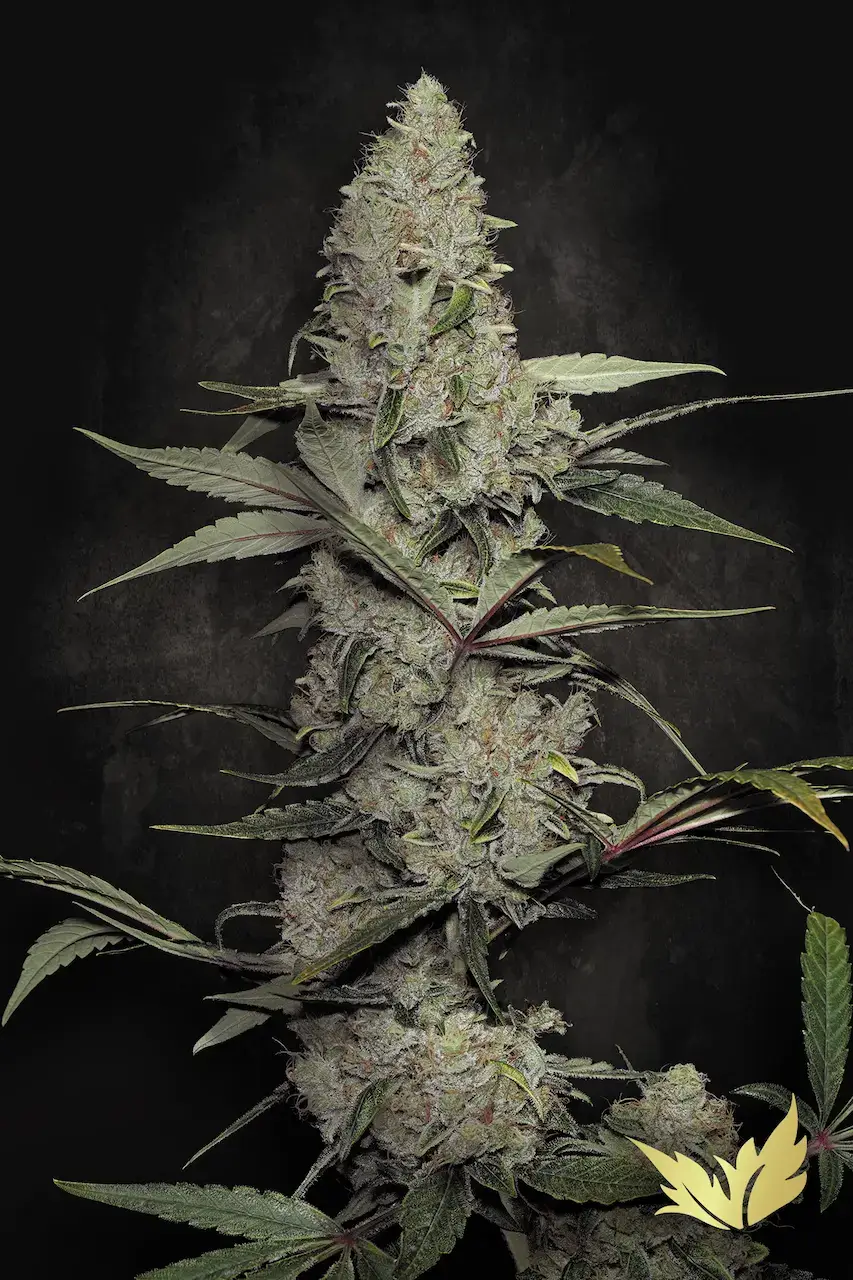 Wappa Feminized – Alchimia Grow Shop