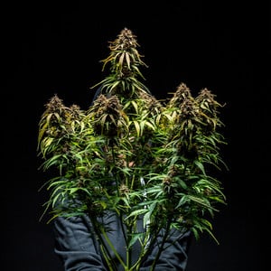 Watermelon Auto – Royal Queen Seeds