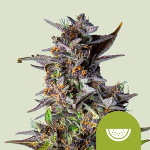 Watermelon Auto – Royal Queen Seeds