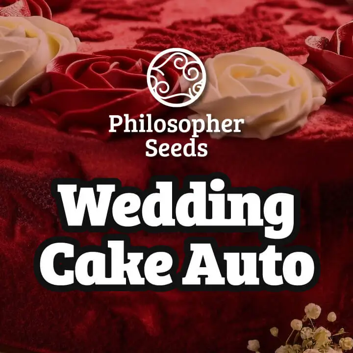 Wedding Cake Auto Autoflower – Alchimia Grow Shop