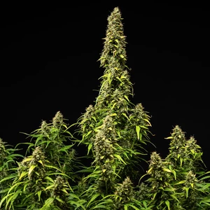 Wedding Cake Auto – Royal Queen Seeds