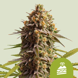 Wedding Cake Auto – Royal Queen Seeds