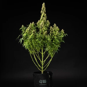 Wedding Cake Auto – Royal Queen Seeds