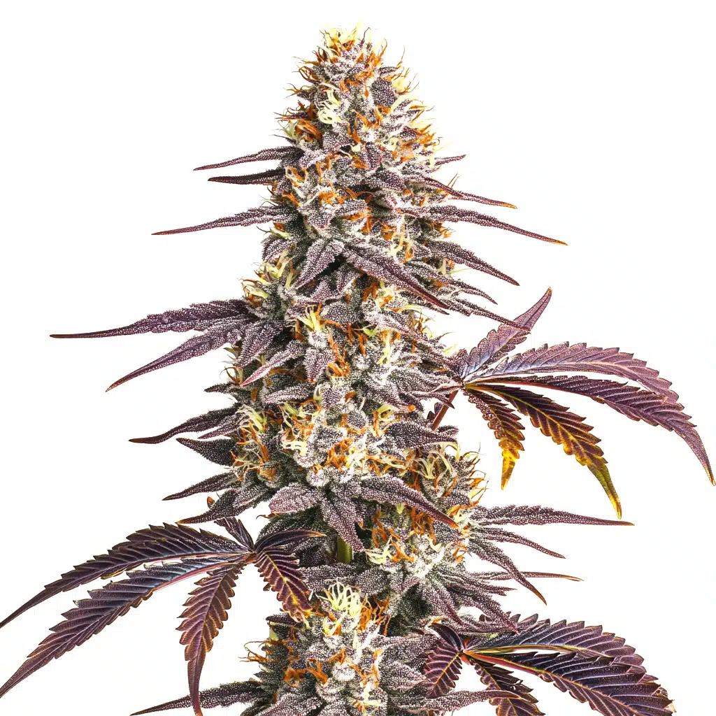 Whale Breath – Blimburn Seeds
