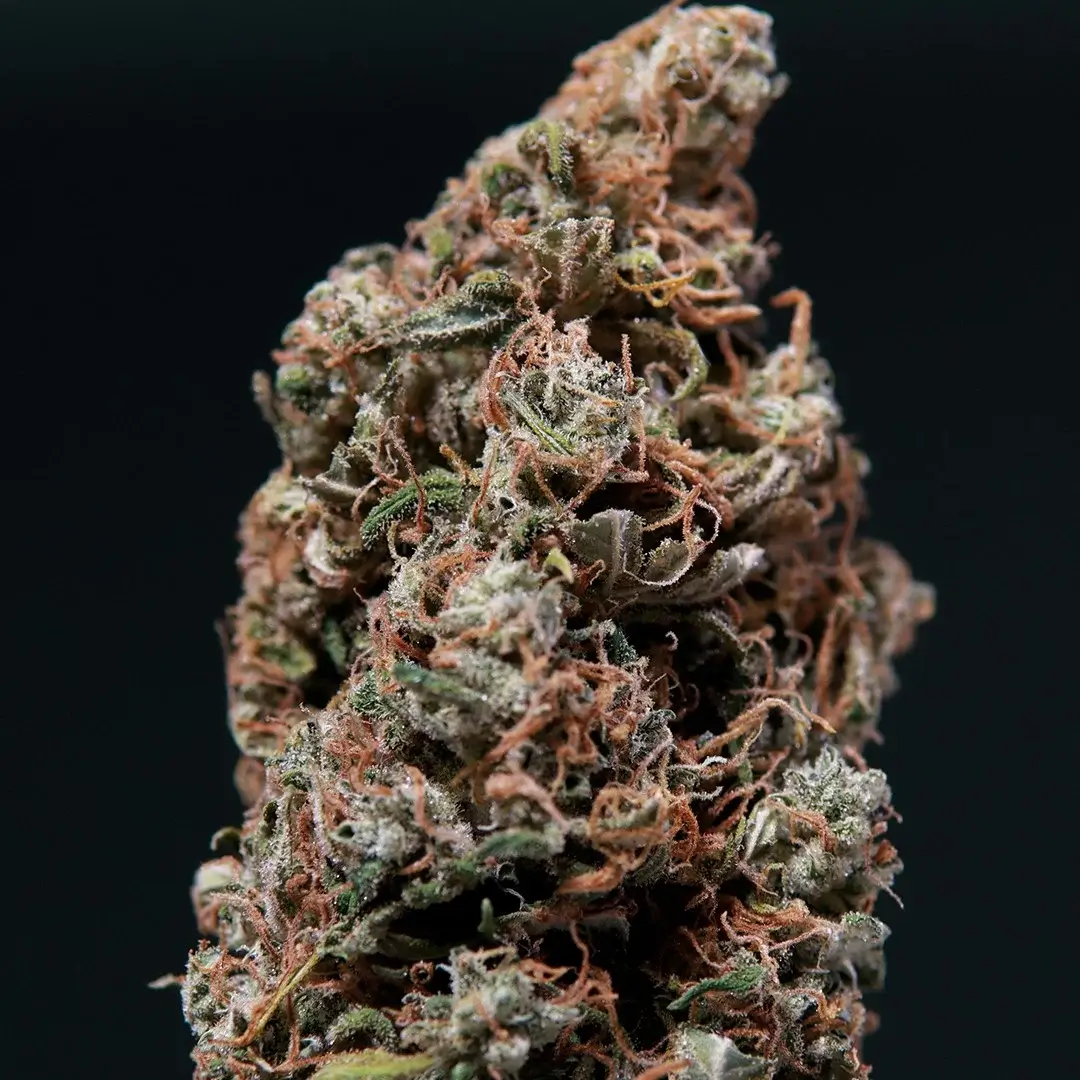White Dwarf Auto Autoflower – Alchimia Grow Shop