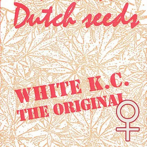 White K.C. Feminized – Alchimia Grow Shop
