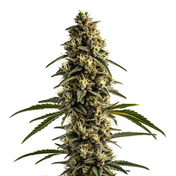 White OG Kush – Blimburn Seeds