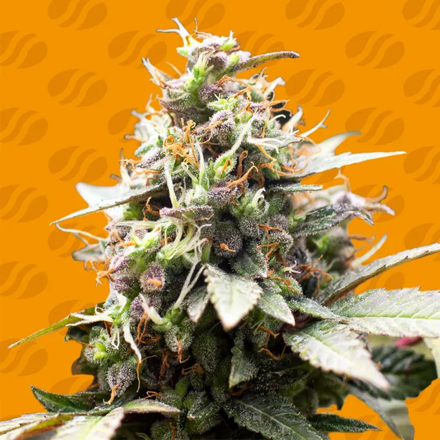 White Raspberry Truffle – Original Sensible Seeds