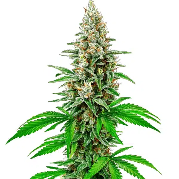 White Rhino Auto – Blimburn Seeds