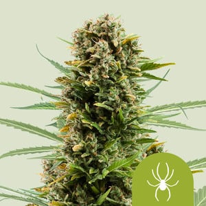 White Widow Auto – Royal Queen Seeds