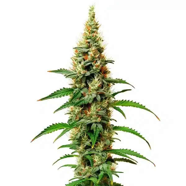White Rhino – Blimburn Seeds