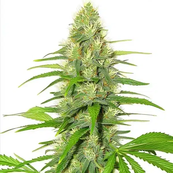 Amsterdam Legends – Blimburn Seeds