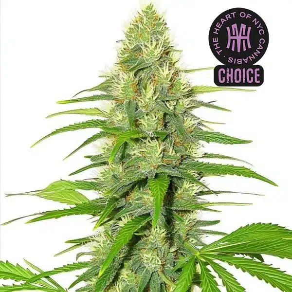 White Widow HMC Edition – Blimburn Seeds