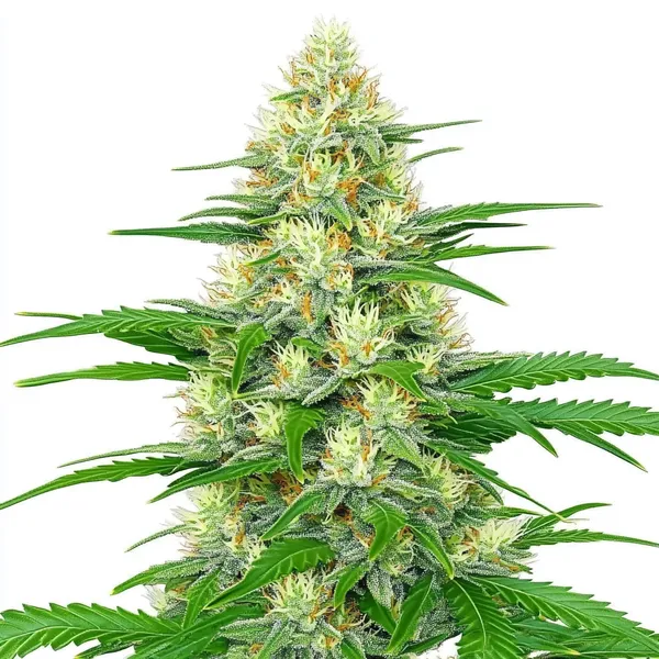 White Widow Autoflower – Blimburn Seeds